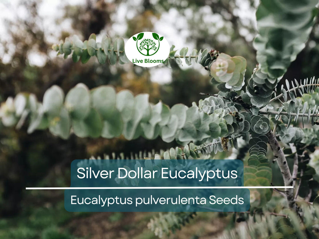 40 Eucalyptus pulverulenta 'Baby Blue' Bonsai Seeds, Silver Dollar Eucalyptus, Florist 'Baby Blue', Unique Indoor Bonsai Tree for Garden