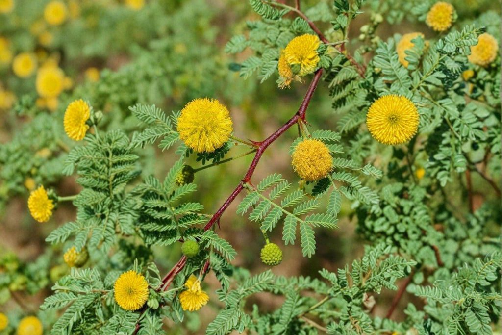 Gum Arabic Tree Seeds – Vachellia nilotica , Medicinal Acacia (5 Seeds)