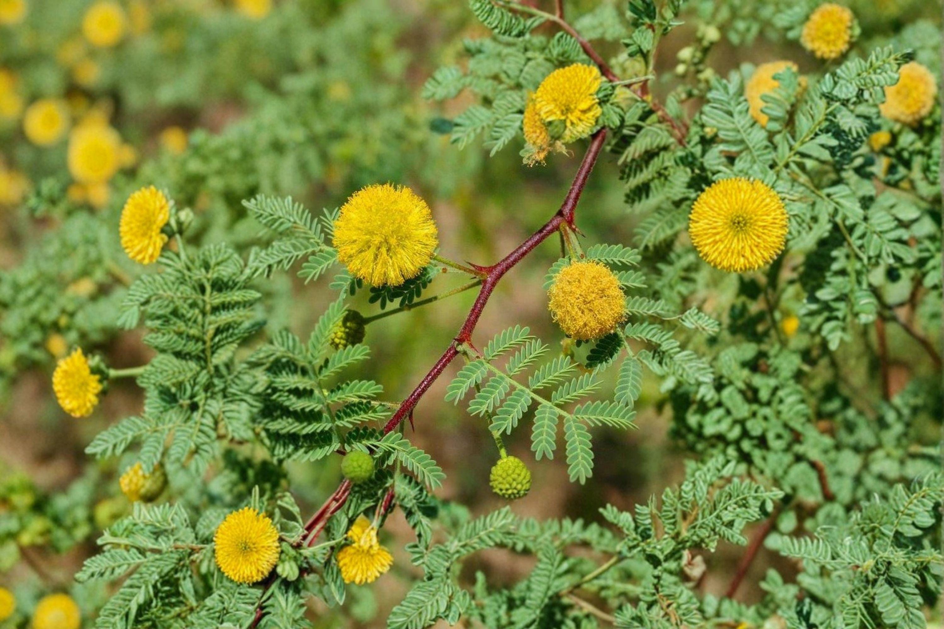 Gum Arabic Tree Seeds – Vachellia nilotica , Medicinal Acacia (5 Seeds)