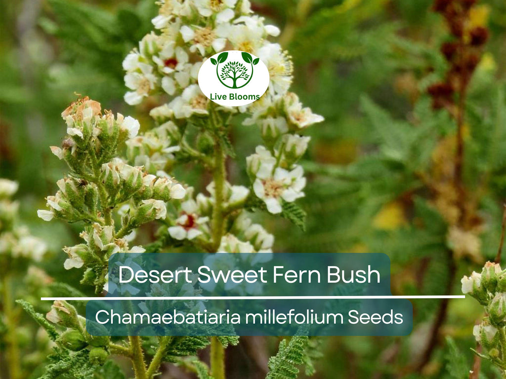 20 Desert Sweet Fern Bush Seeds (C. millefolium) | Native Hedge Shrub, Drought Tolerant, Low Maintenance, Perfect for Landscaping