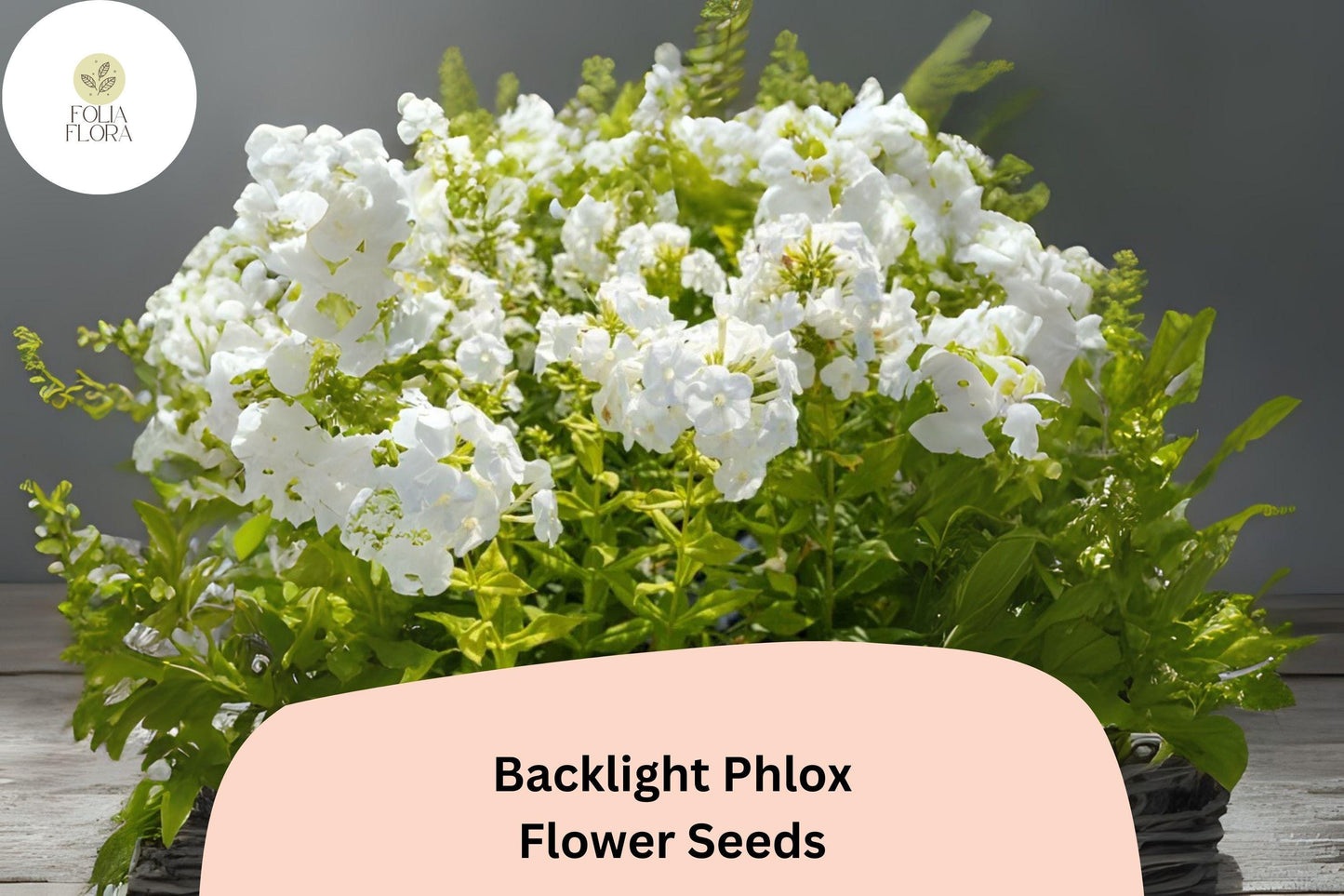 100+ Backlight Phlox Seeds for Garden Planting | Phlox paniculata | Perennial Flower Seeds | White Blooms with Lavender Glow