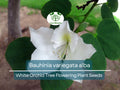 10 Seeds Bauhinia Alba – White Orchid Tree (Bauhinia variegata alba) | Stunning Flowering Plant for Planting