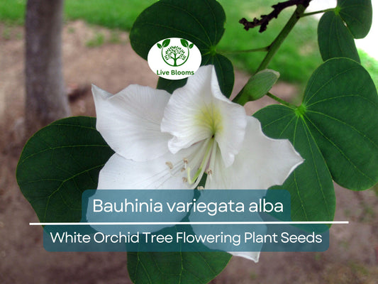 10 Seeds Bauhinia Alba – White Orchid Tree (Bauhinia variegata alba) | Stunning Flowering Plant for Planting