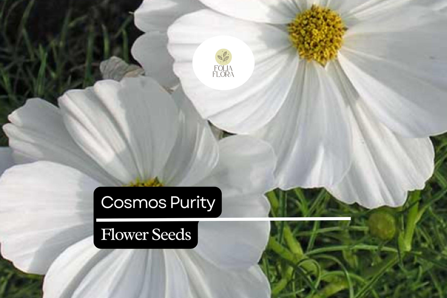 200+ Purity Cosmos Seeds | Cosmos Bipinnatus White Blooms | Annual Garden Flower Seeds for Planting