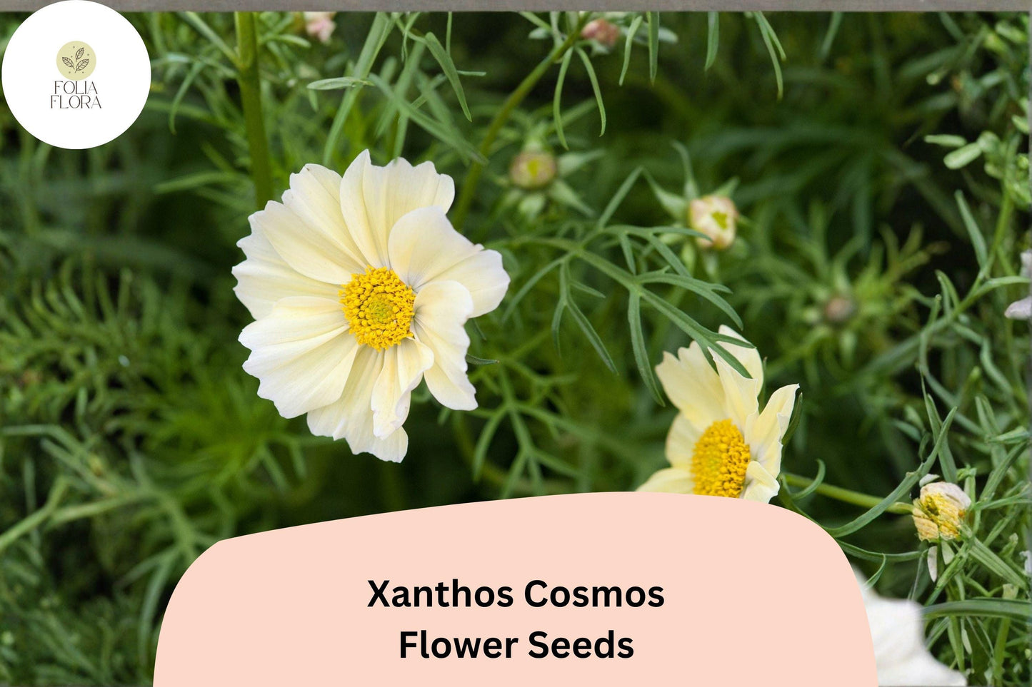 200+ Xanthos Cosmos Seeds | Cosmos bipinnatus Pale Yellow Blooms | Easy Annual Garden Flower for Borders & Pollinators
