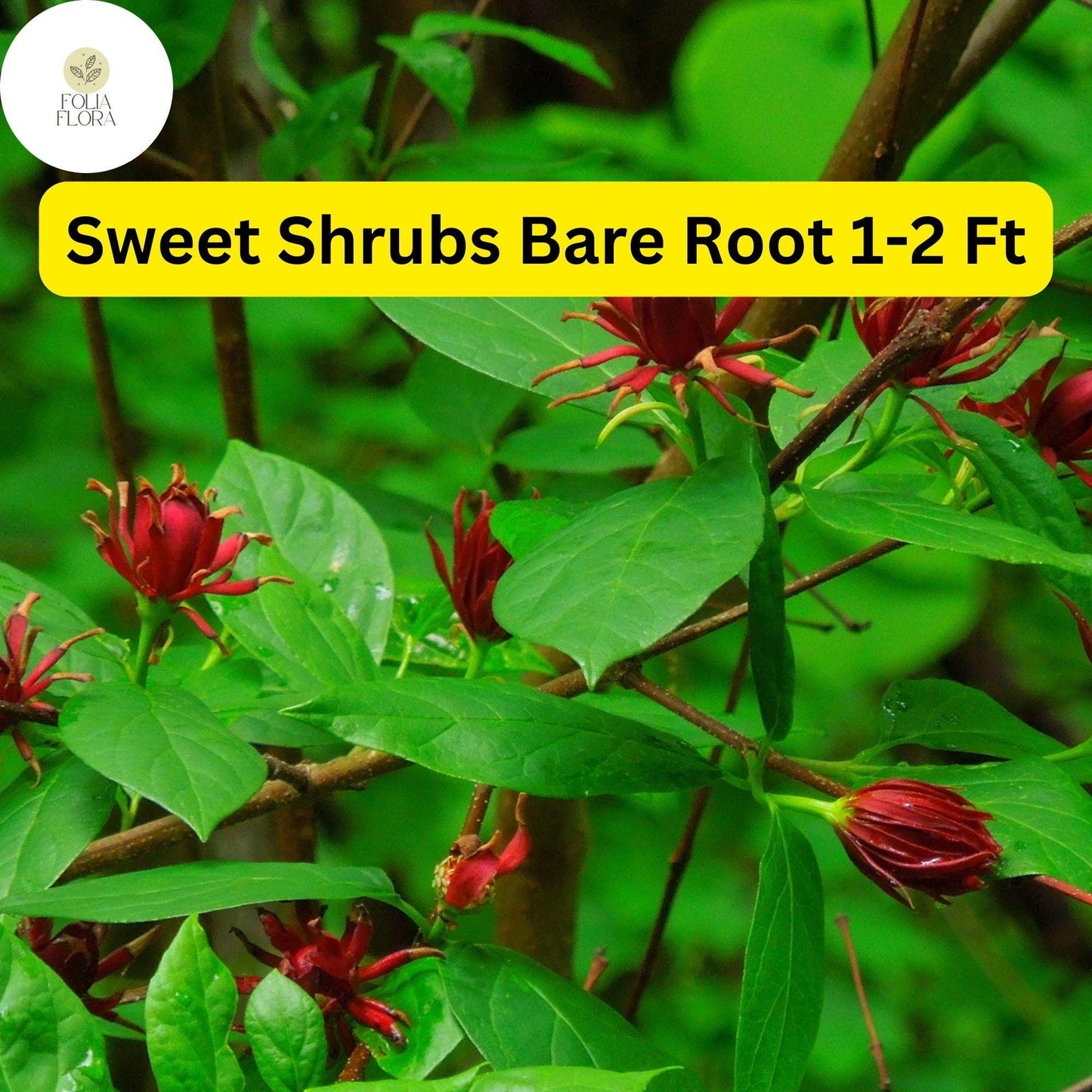 2 Bare Root Sweet Shrubs (Calycanthus floridus) 1-2 Ft Tall Live Flowering Shrubs Ready to Plant