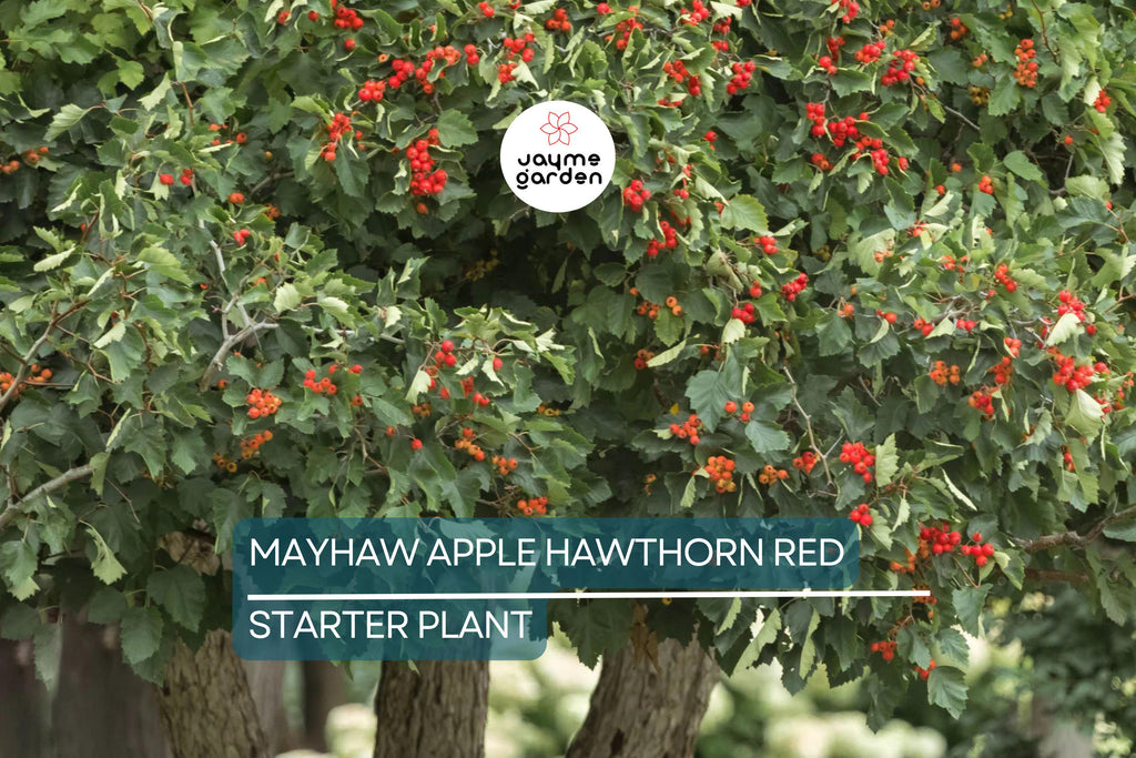 2 Live Mayhaw Trees 6" Seedlings - Heirloom Apple Hawthorn Fruit Tree - Crataegus aestivalis (USDA Zones 6-11)