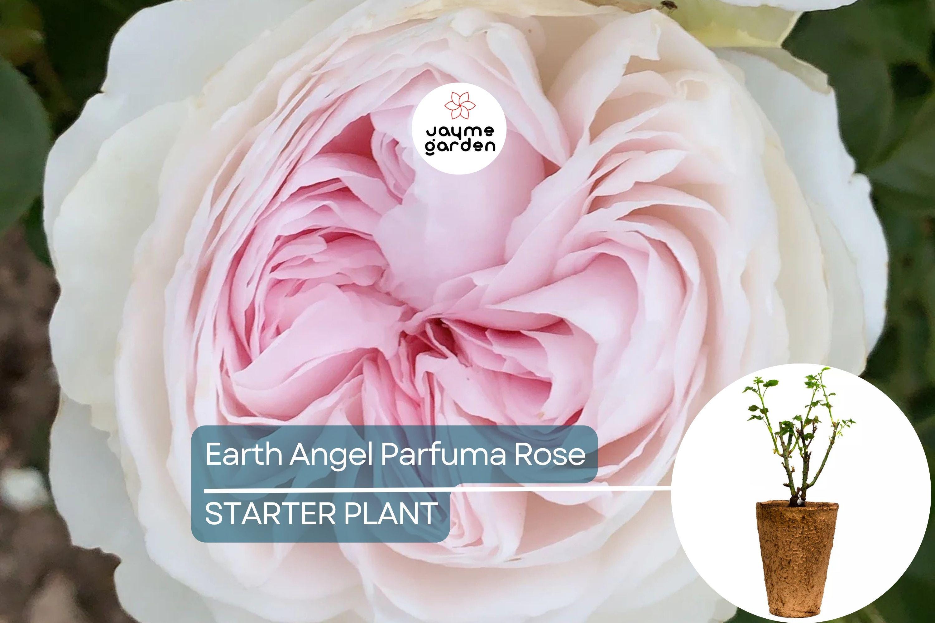 Earth Angel Parfuma Rose – 1.5 Gal Pot | Very Fragrant Blush Pink Peony Blooms | Own-Root Floribunda | Zones 5-10