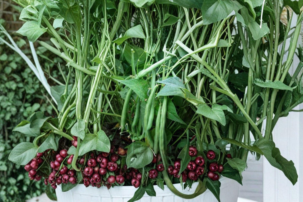 Provider Green Bush Bean 10 Seeds | Heirloom Vegetable | Early & Cold-Tolerant | Reliable High Yields