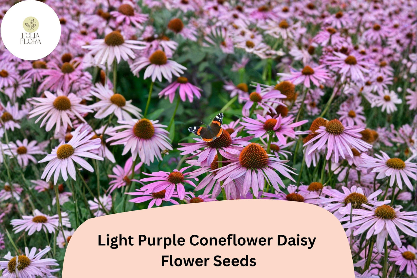 200+ Light Purple Coneflower Daisy Seeds | Echinacea purpurea | Hardy Perennial | Pollinator Garden Favorite