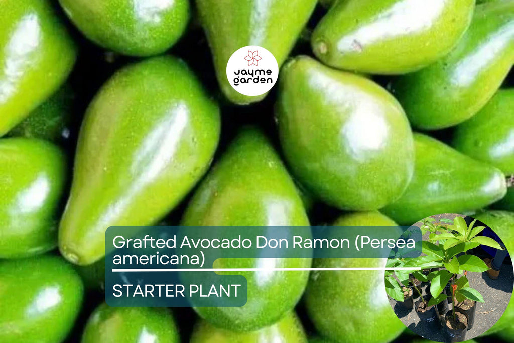 1 Grafted Don Ramon Avocado Tree Persea americana Live Starter Plant 12-24" | Fast Fruiting Tropical Variety | Creamy & Delicious Avocados