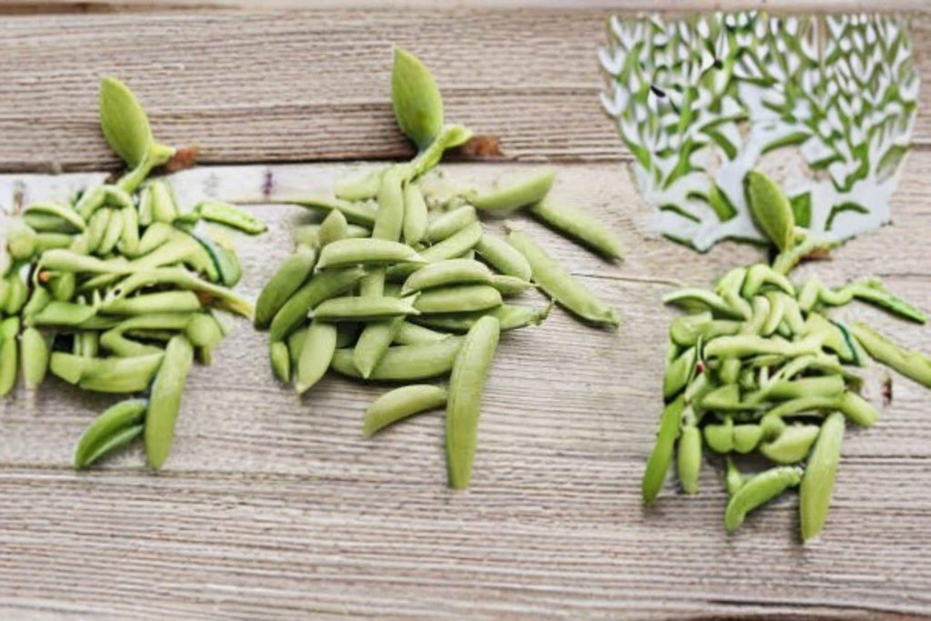 Pea – Edible Pod Sugar Snap 30 Seeds | Classic Sugar Snap Pea | Sweet Crunchy Pods | Cool-Season Garden Favorite