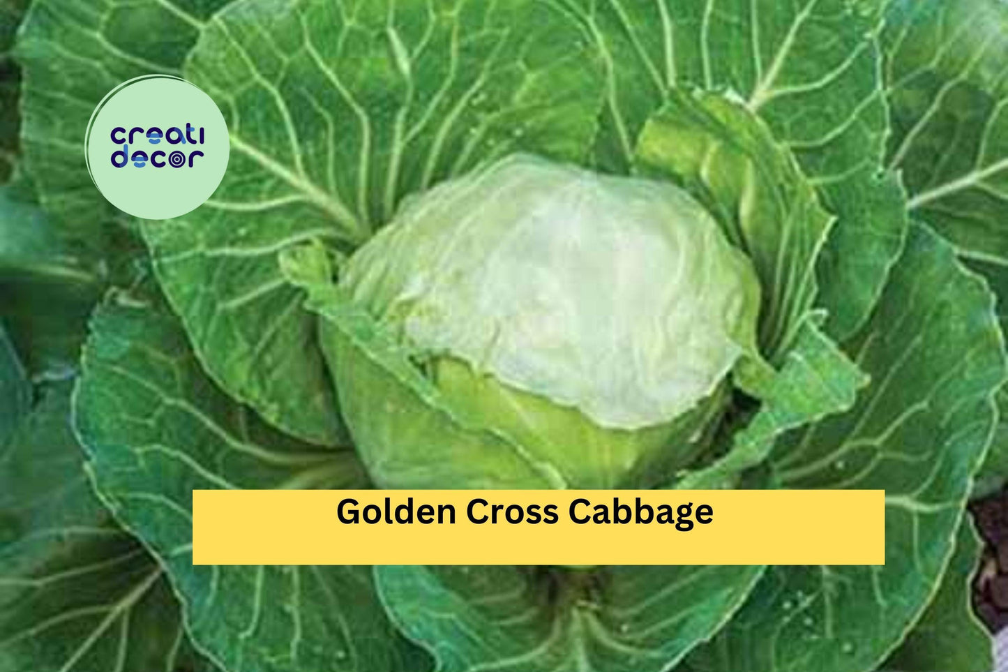 Golden Cross Cabbage Plants | Set of 4 Live 6-Inch Starters | Brassica oleracea Compact Cabbage Variety for Garden Growing