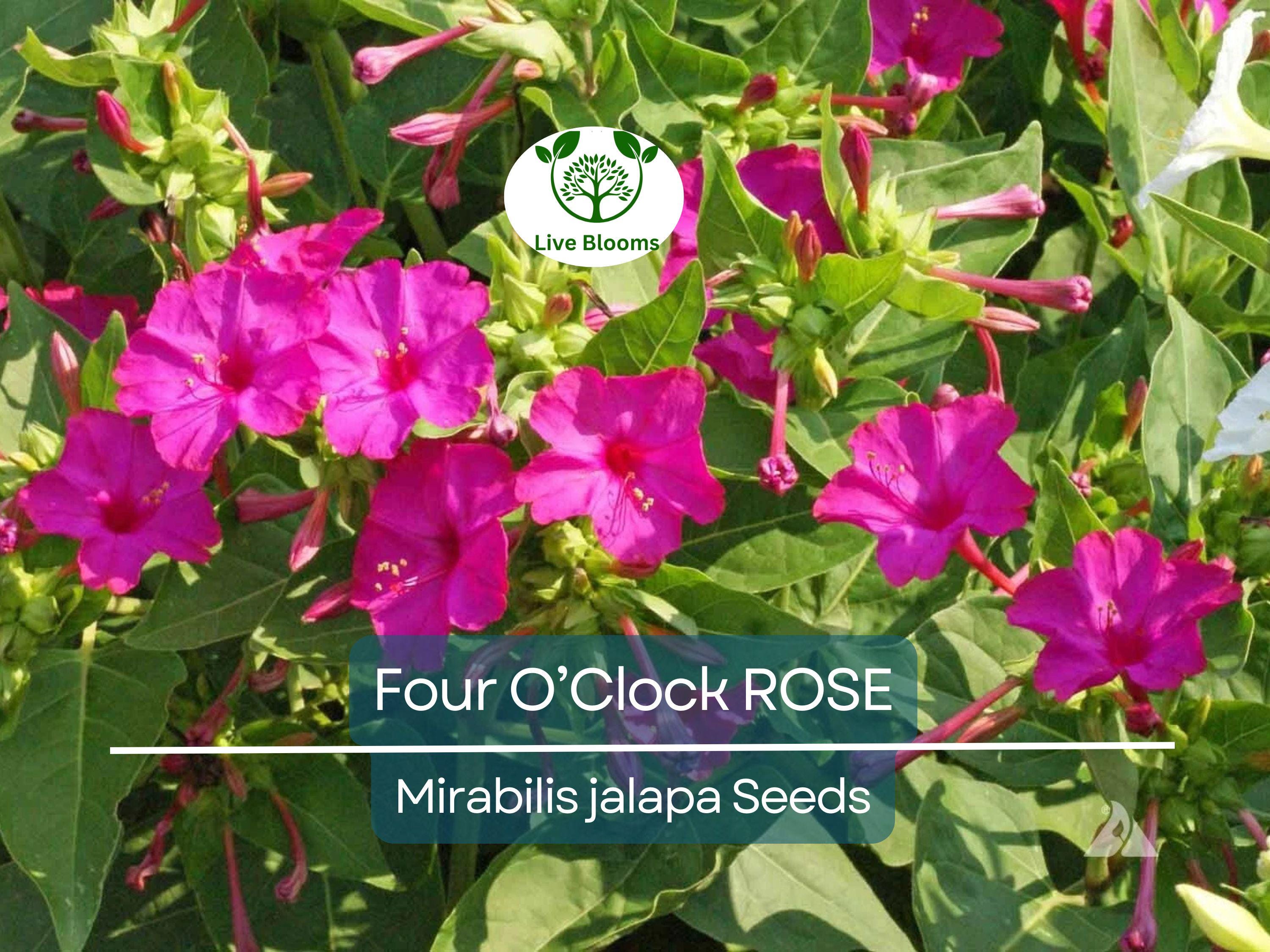 25 Four O’Clock Rose Seeds – Mirabilis Jalapa | Perennial Non-GMO Flowers | Hummingbird Magnet | Fragrant Pink Blooms