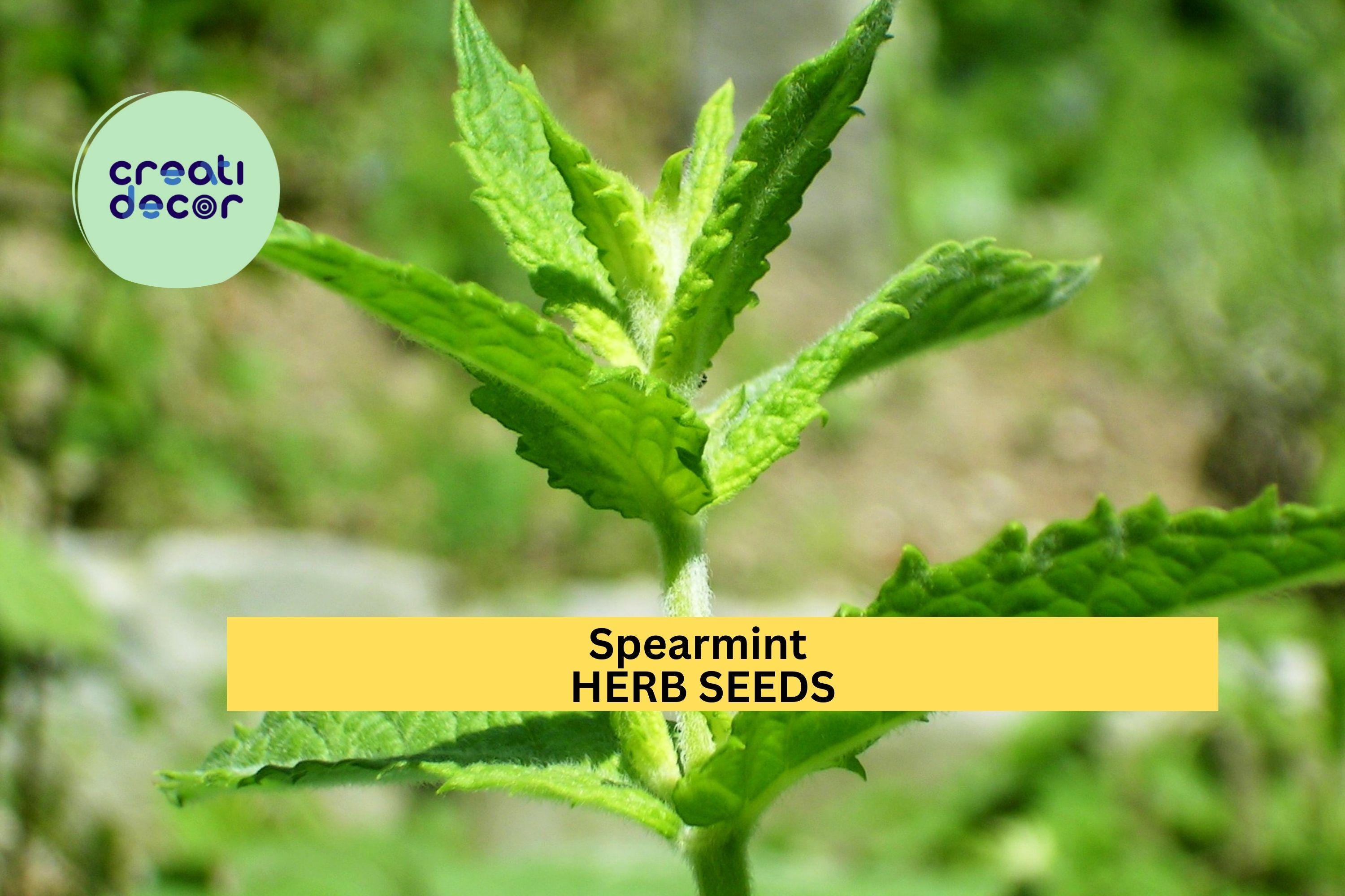 3pcs of 30mg Spearmint Herb Seeds – Fragrant Culinary & Medicinal Mint for Garden, Tea, and Containers – Seeds for Planting