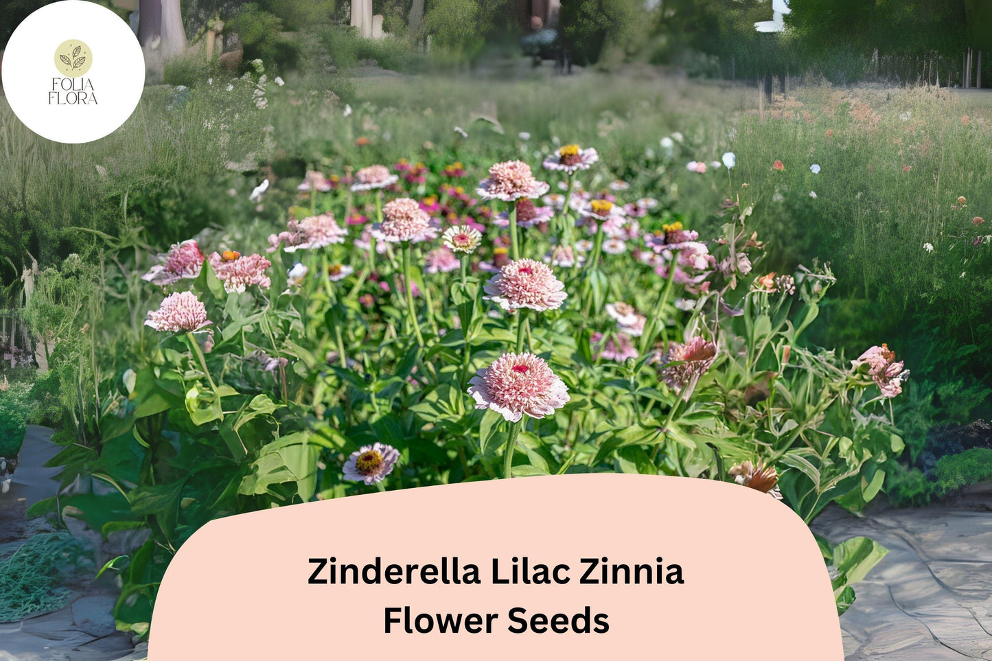 100+ Zinderella Lilac Zinnia Seeds – Unique Double Scabiosa-Type Blooms for Garden Planting, Borders & Cut Flowers