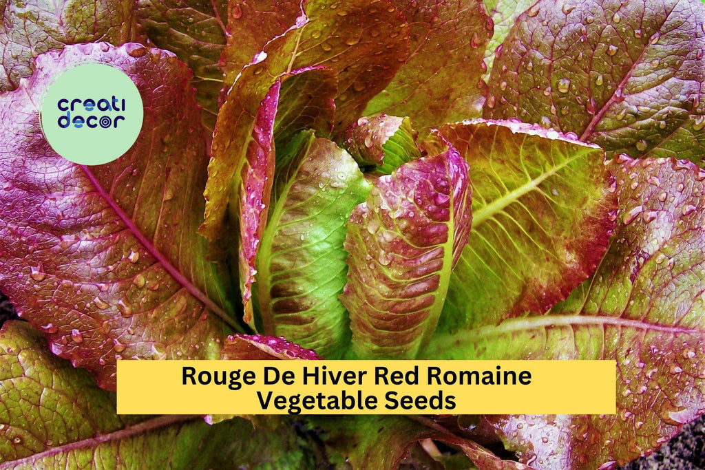 3pcs of 1g Rouge De Hiver Red Romaine Lettuce Seeds – Cold Hardy Heirloom Lettuce for Planting in Gardens & Raised Beds Seeds for Planting