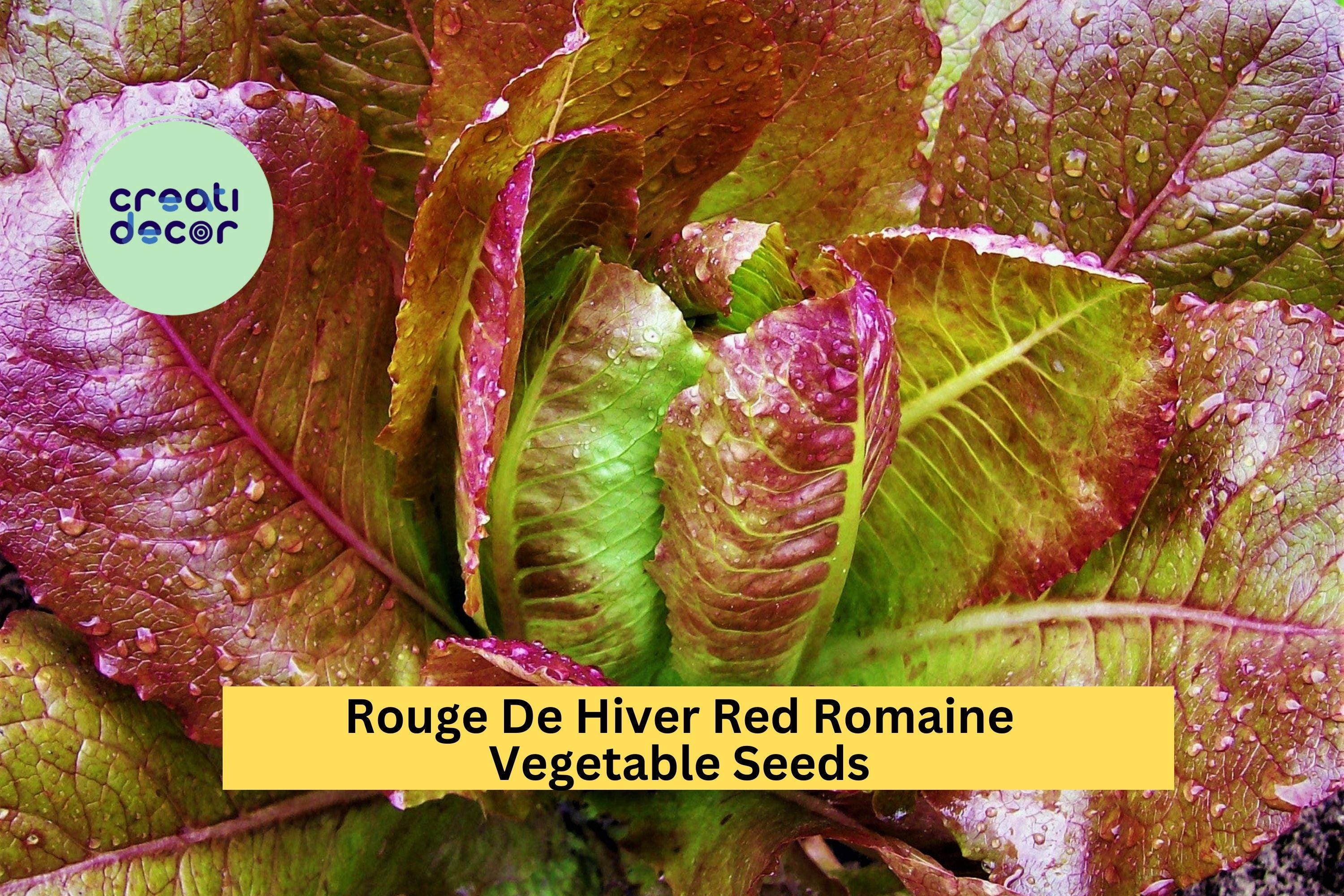 3pcs of 1g Rouge De Hiver Red Romaine Lettuce Seeds – Cold Hardy Heirloom Lettuce for Planting in Gardens & Raised Beds Seeds for Planting