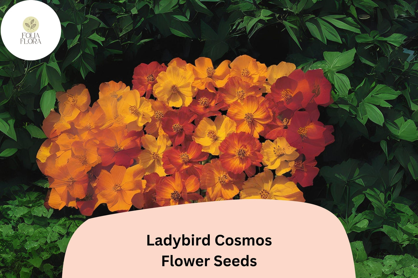 200+ Ladybird Cosmos Seeds | Cosmos Sulphureus Bright Orange Red Mix | Compact Garden Flower Seeds