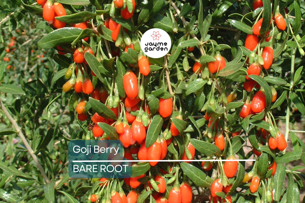 2 Fresh Goji Berry Cuttings – Bare Root Live Plant – Easy to Grow – Ready to Plant