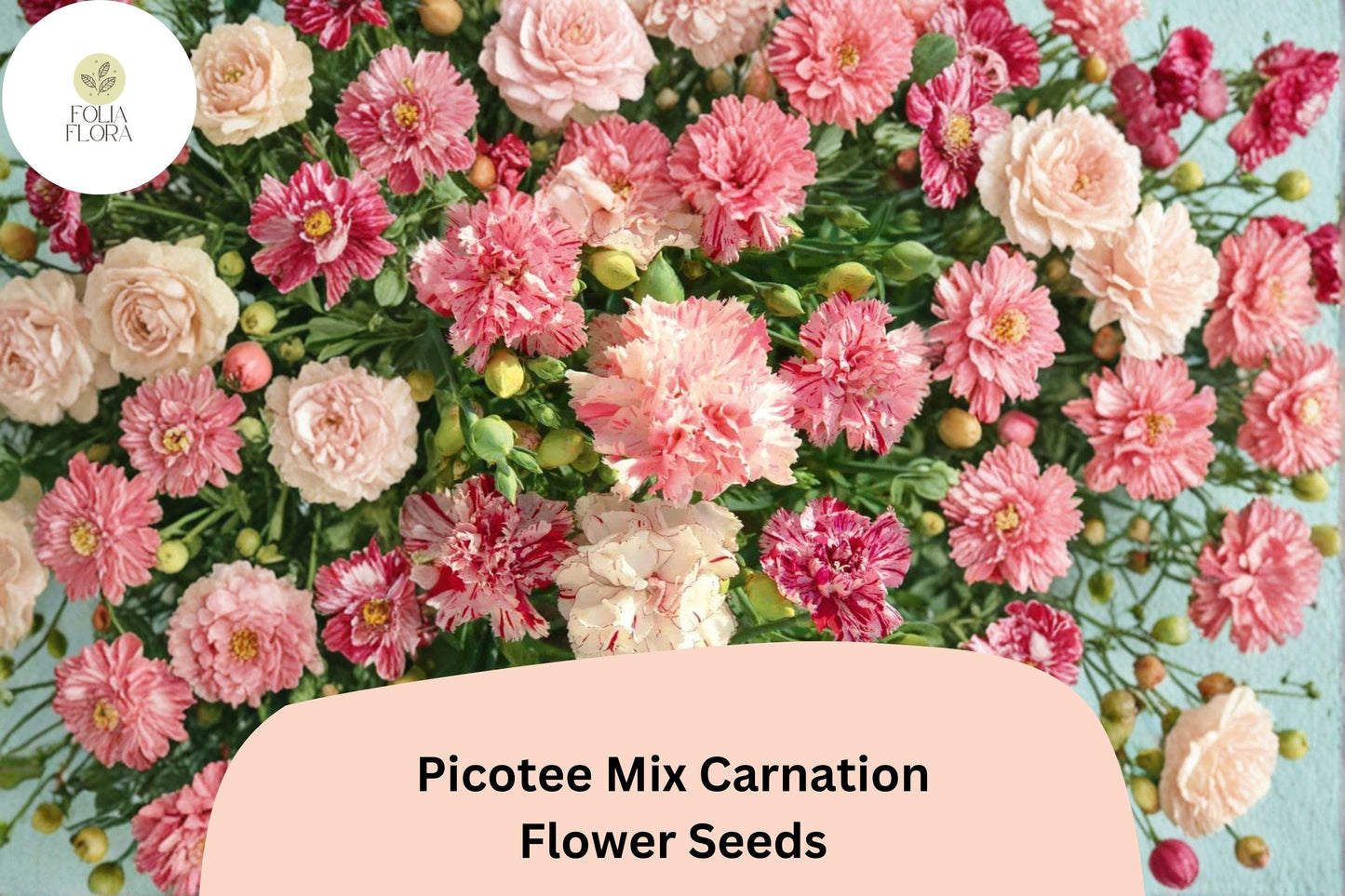 200+ Picotee Mix Carnation Seeds for Garden Planting | Dianthus caryophyllus | Mixed Edge Blooms