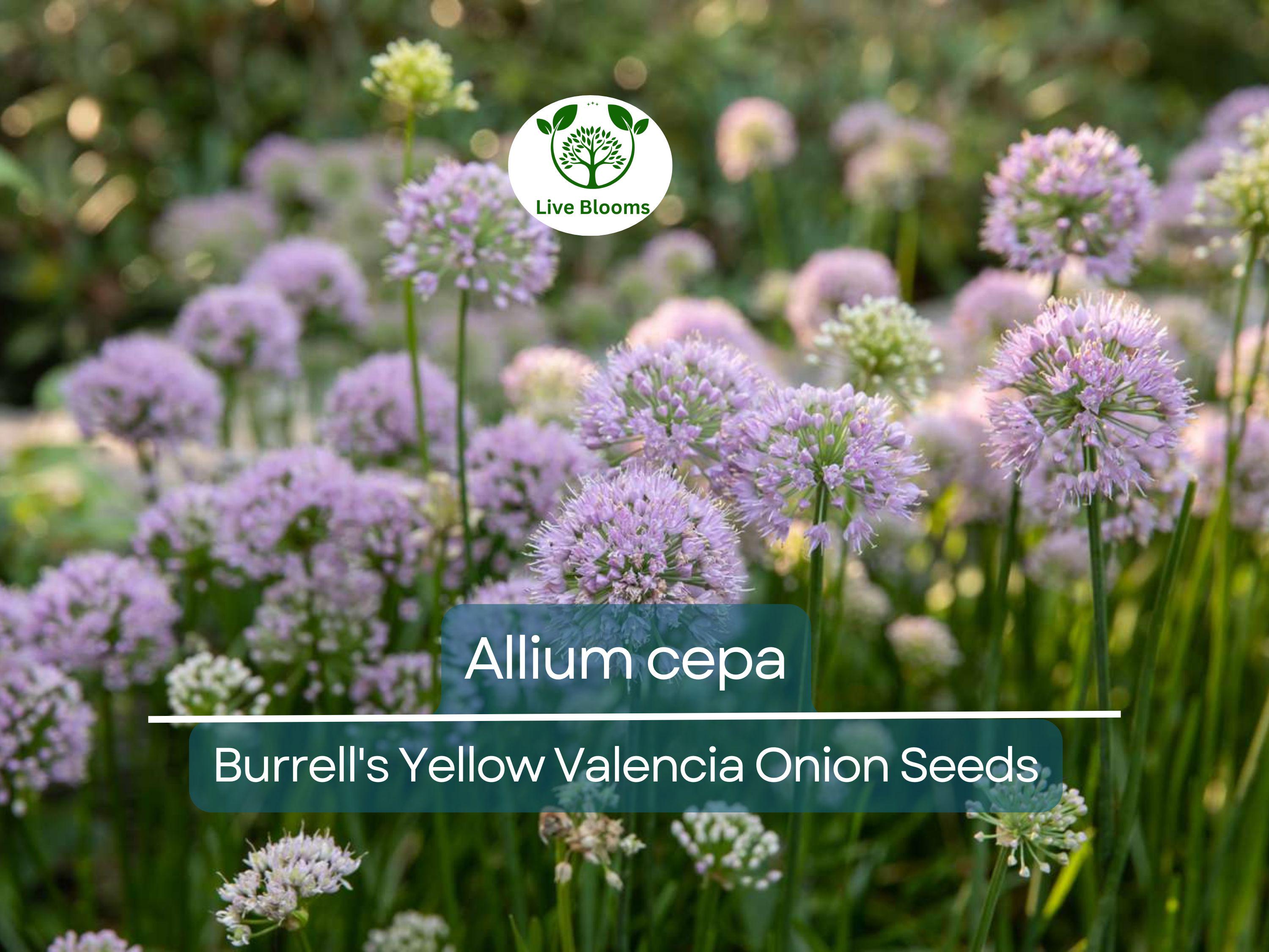 250 mg Onion Seeds - Burrell's Yellow Valencia | Allium cepa | Heirloom Vegetable Seeds for Planting, Gardening & Harvesting
