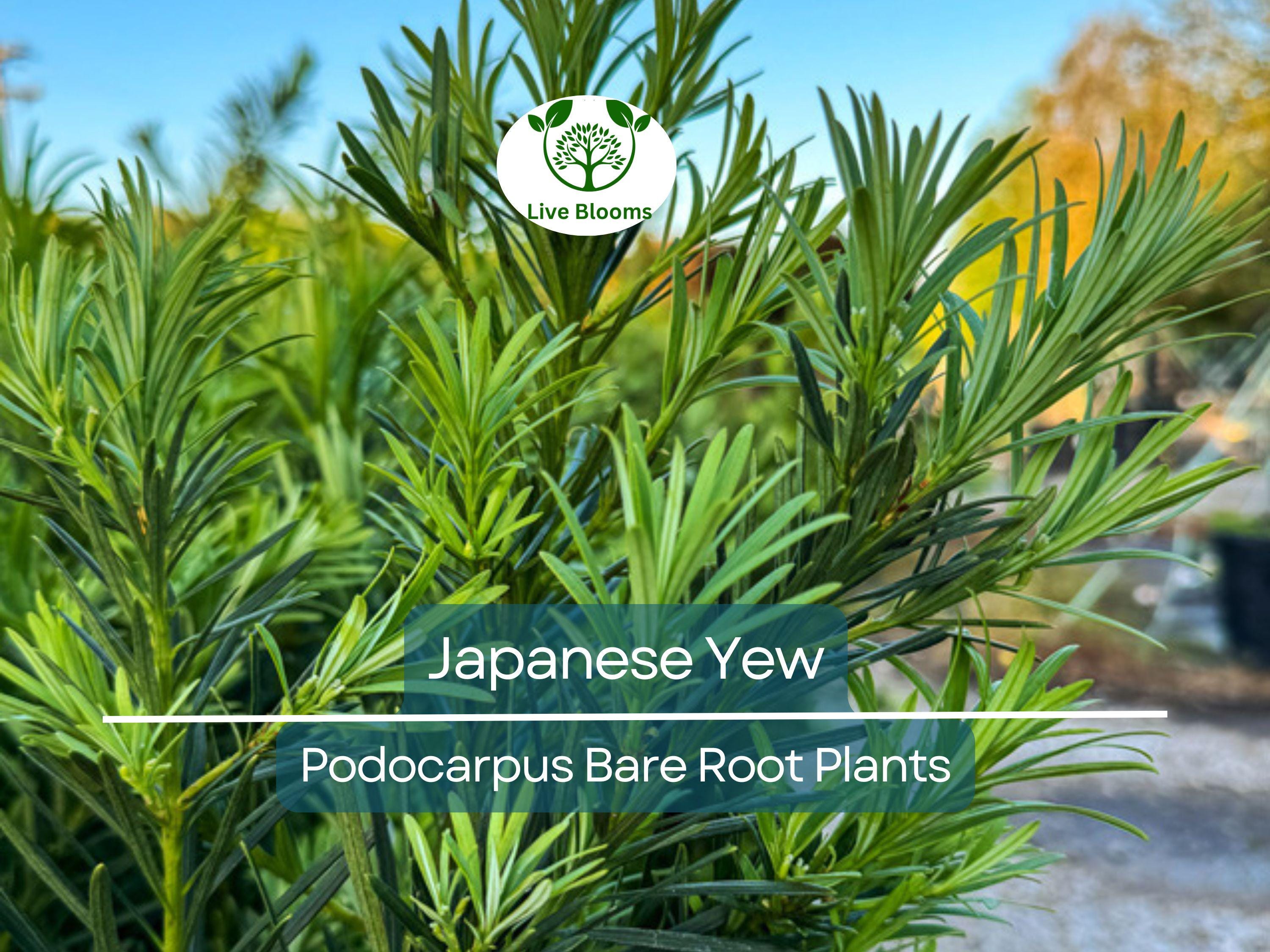 20 Podocarpus Japanese Yew Plants – Live Bare Root – Evergreen Privacy Hedge – Podocarpus macrophyllus Starter Pack