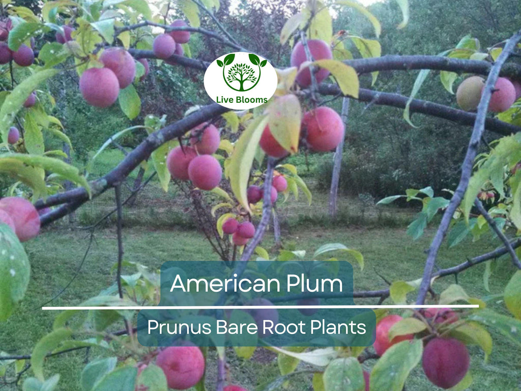 10 American Plum Tree Saplings – Native Bare Root Plants – Prunus Americana for Wildlife, Pollinators, Edible Landscaping