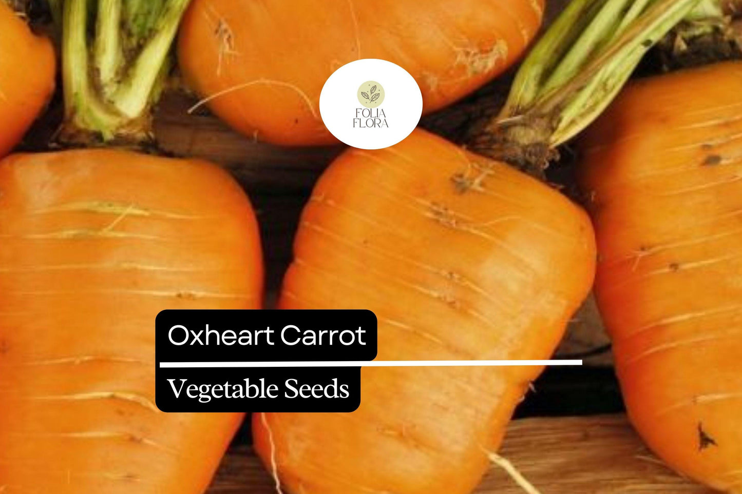 1000+ Oxheart Carrot Seeds – Heirloom, Short & Thick, Sweet and Tender