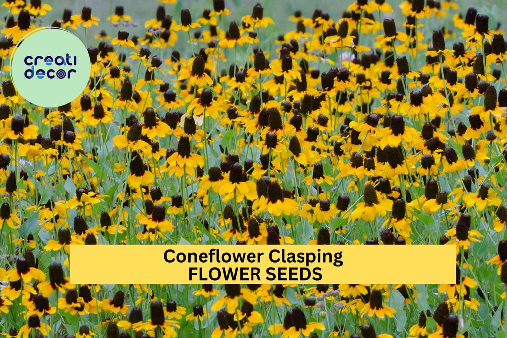 3pcs of 100mg Clasping Coneflower Seeds – Native Drought-Tolerant Wildflower for Pollinators & Natural Landscapes Seeds for Planting