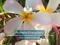 1 Plumeria Unrooted Cutting 10"-11" Frangipani | Tropical Flowering Plant for Garden, Exotic Plumeria Rubra, Fragrant White & Pink Blooms