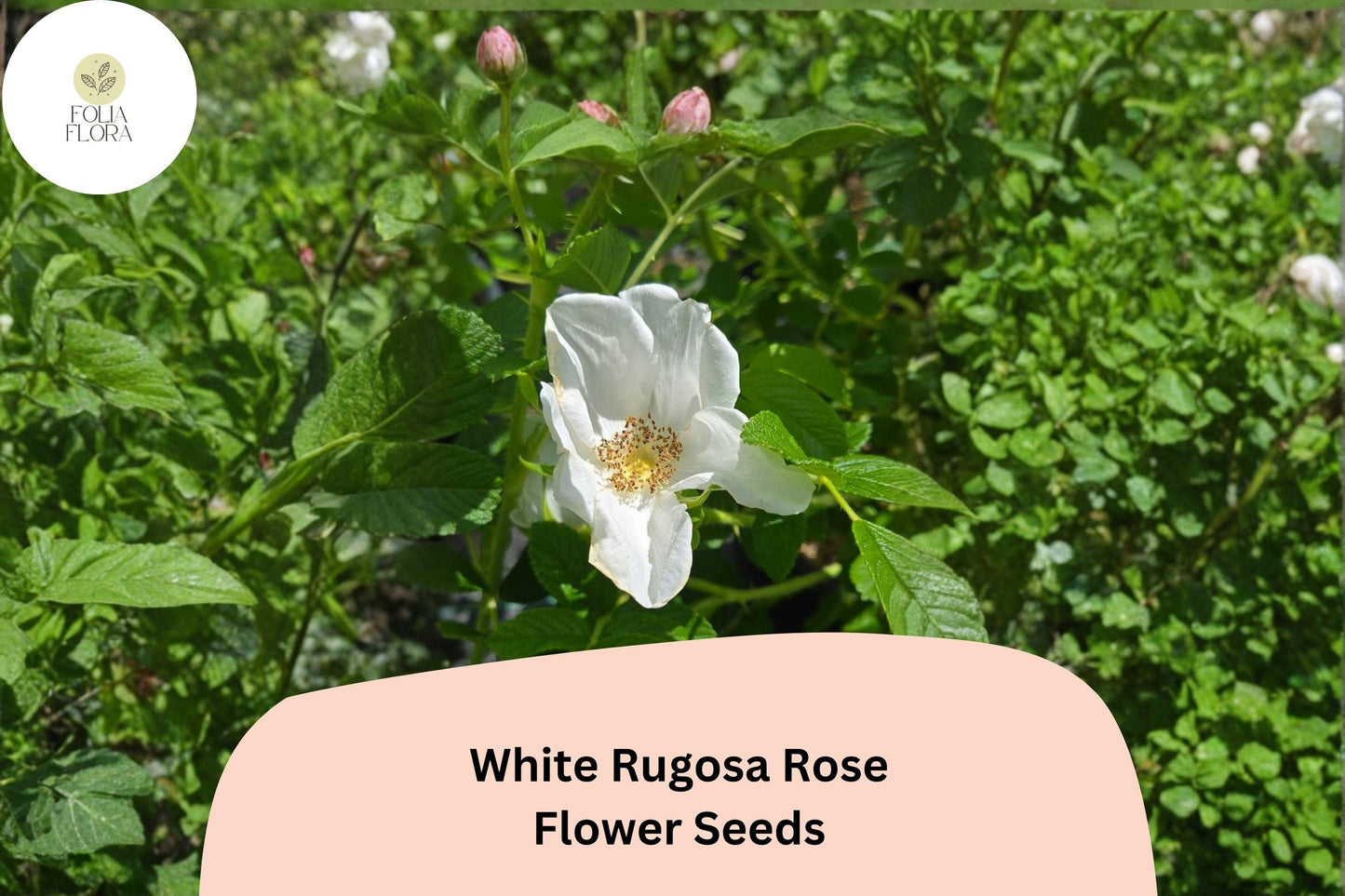 White Rugosa Rose Seeds – 25 Rosa rugosa Alba | Hardy Fragrant Flowering Shrub for Garden & Landscape