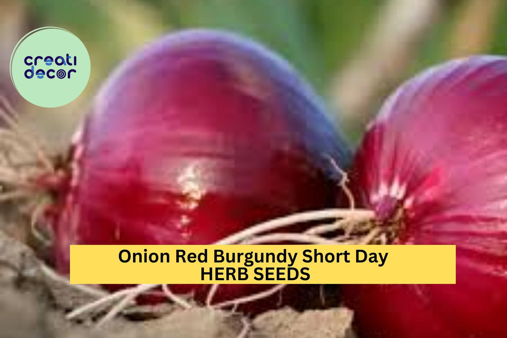 3pcs of 300mg Red Burgundy Onion Seeds – Short Day Variety for Mild, Flavorful Bulbs in Warm Climate Gardens Seeds for Planting