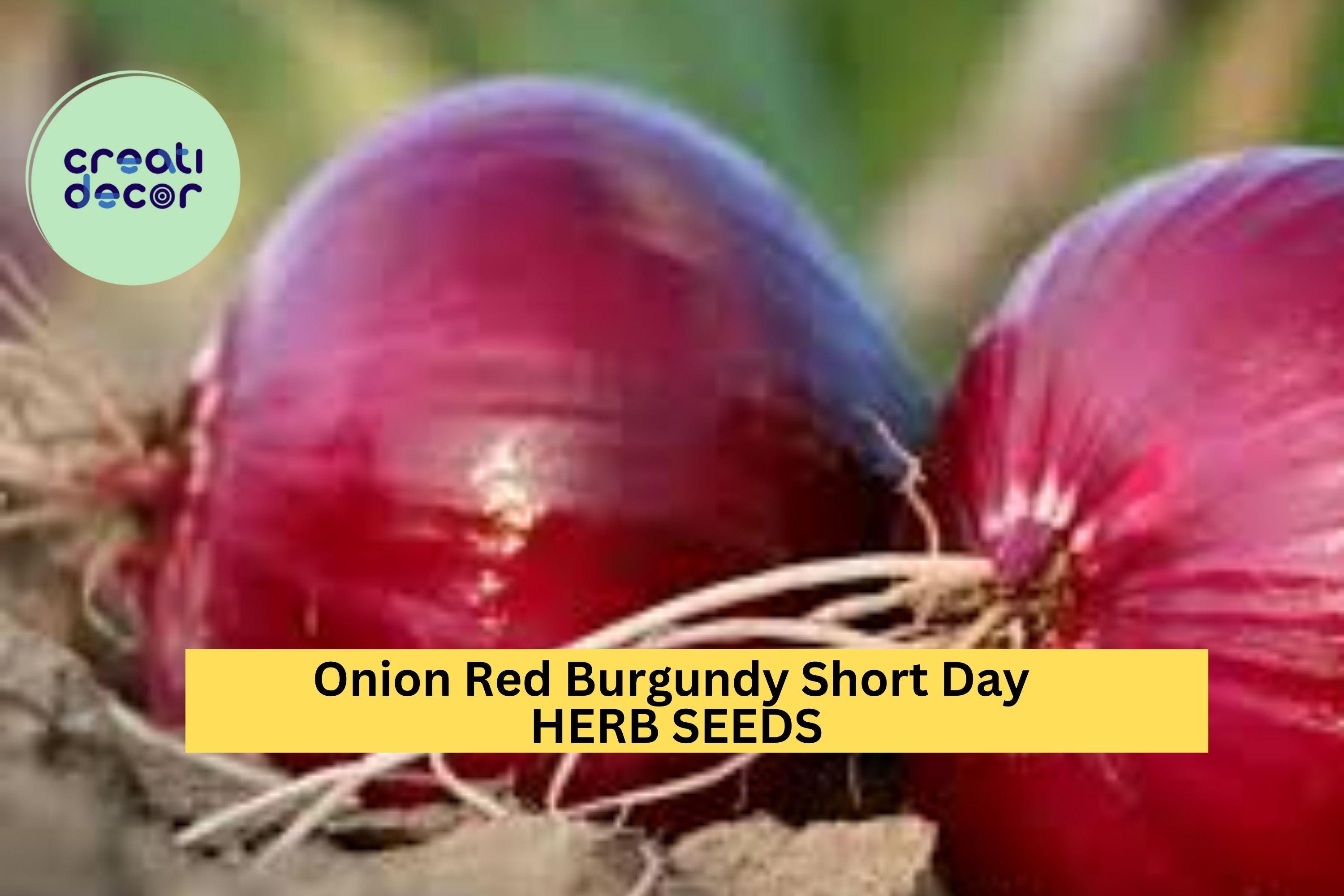 3pcs of 300mg Red Burgundy Onion Seeds – Short Day Variety for Mild, Flavorful Bulbs in Warm Climate Gardens Seeds for Planting
