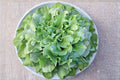 Endive – Broadleaf Batavian 850 Seeds | Heirloom Leafy Green | Mildly Bitter Flavor | Excellent for Fall Gardens