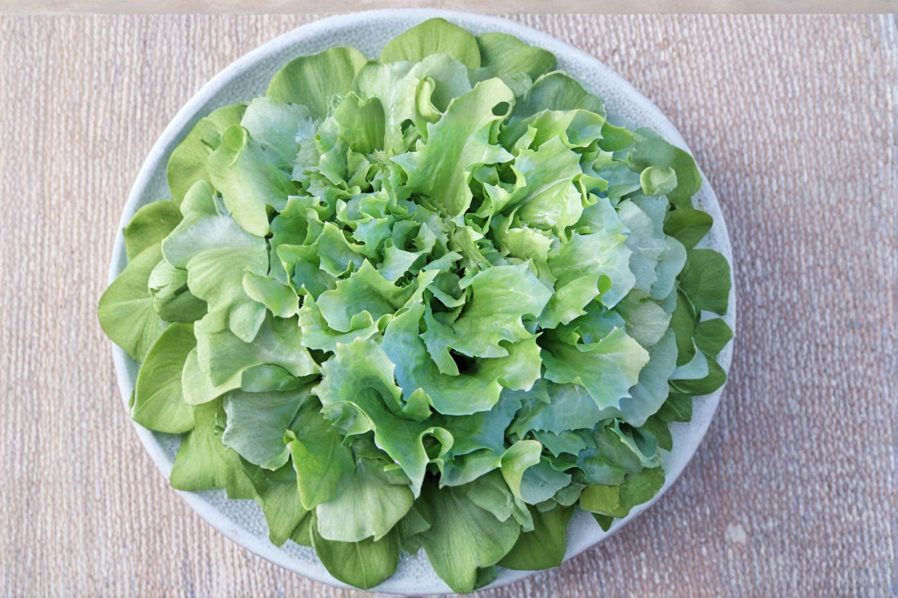 Endive – Broadleaf Batavian 850 Seeds | Heirloom Leafy Green | Mildly Bitter Flavor | Excellent for Fall Gardens