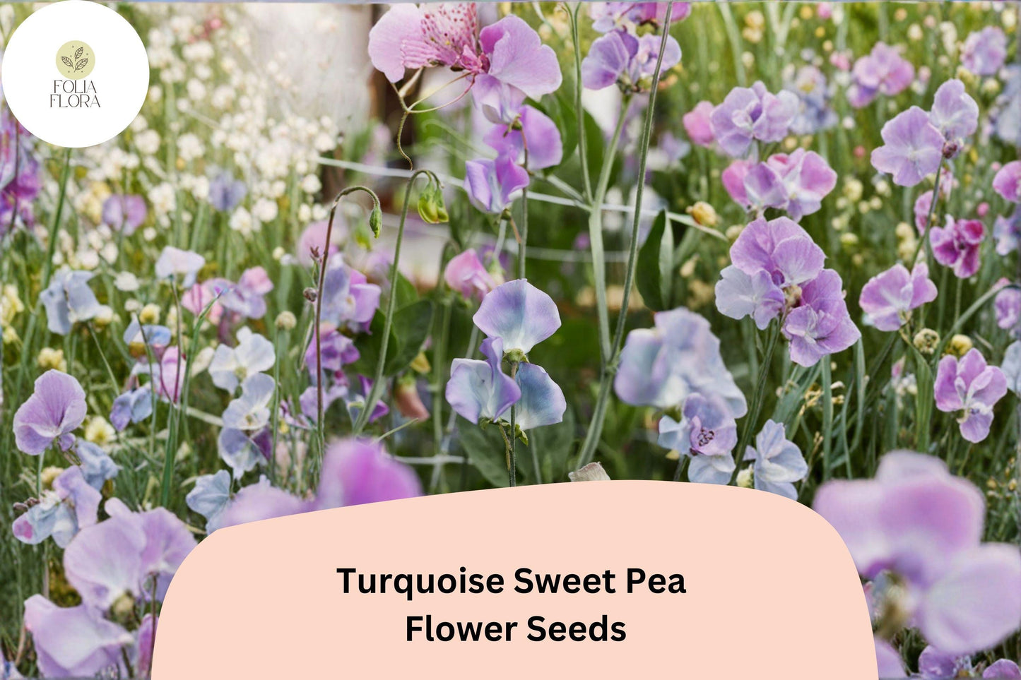 50+ Turquoise Lagoon Semi-Dwarf Sweet Pea Seeds | Purple-Pink Compact Climbing Flowers