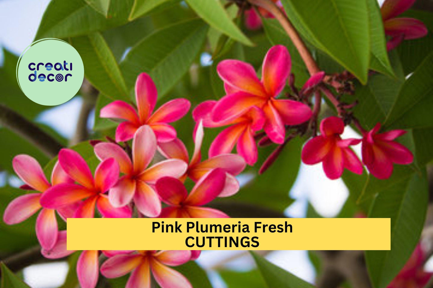 Pink Plumeria Cuttings 2 Pack | 10” Fresh Unrooted Single-Head Frangipani | Tropical Flower Tree Starter | Ships from USA