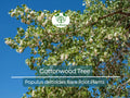 1 Cottonwood Tree – 1–2 Ft Live Bare Root Plant – Populus Deltoides Sapling – Super Fast Growing Shade Tree for Large Landscapes
