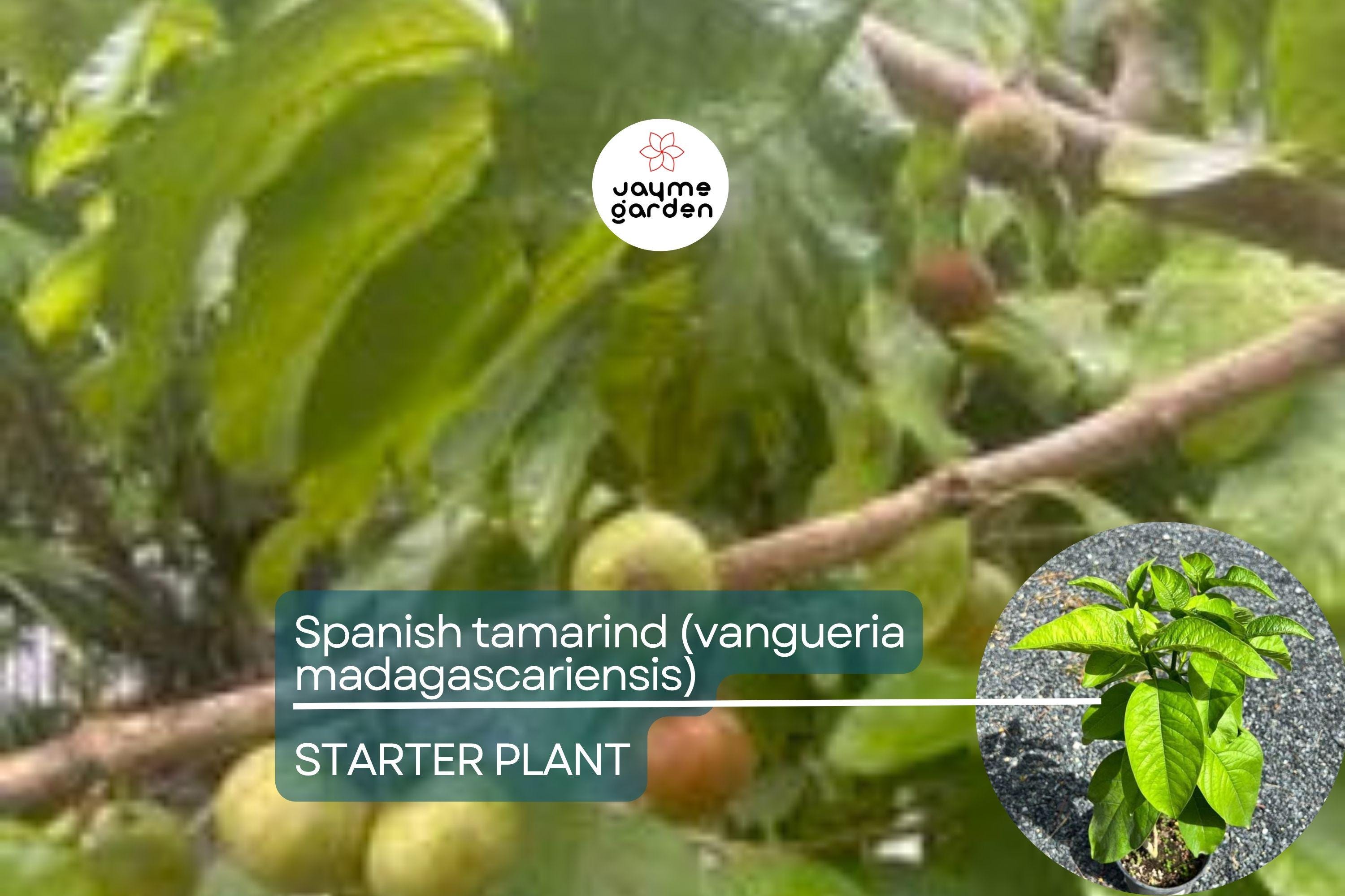 Spanish Tamarind (Vangueria madagascariensis) – Live Tropical Fruit Tree, 12”-24”, Ornamental and Fruiting, Exotic and Irresistible