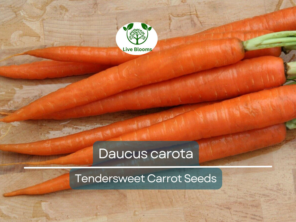 300 Seeds Tendersweet Carrot - Daucus carota | Heirloom Carrot Seeds for Planting, Gardening & Deliciously Sweet Root Harvest