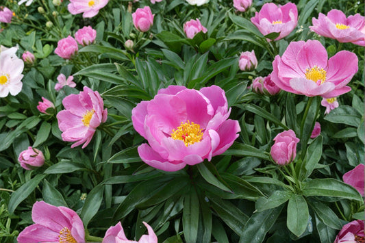 Paeonia lactiflora – Chinese Herbaceous Peony Seeds | 5 Seeds | Fragrant Spring Blooms | Hardy Perennial Flower