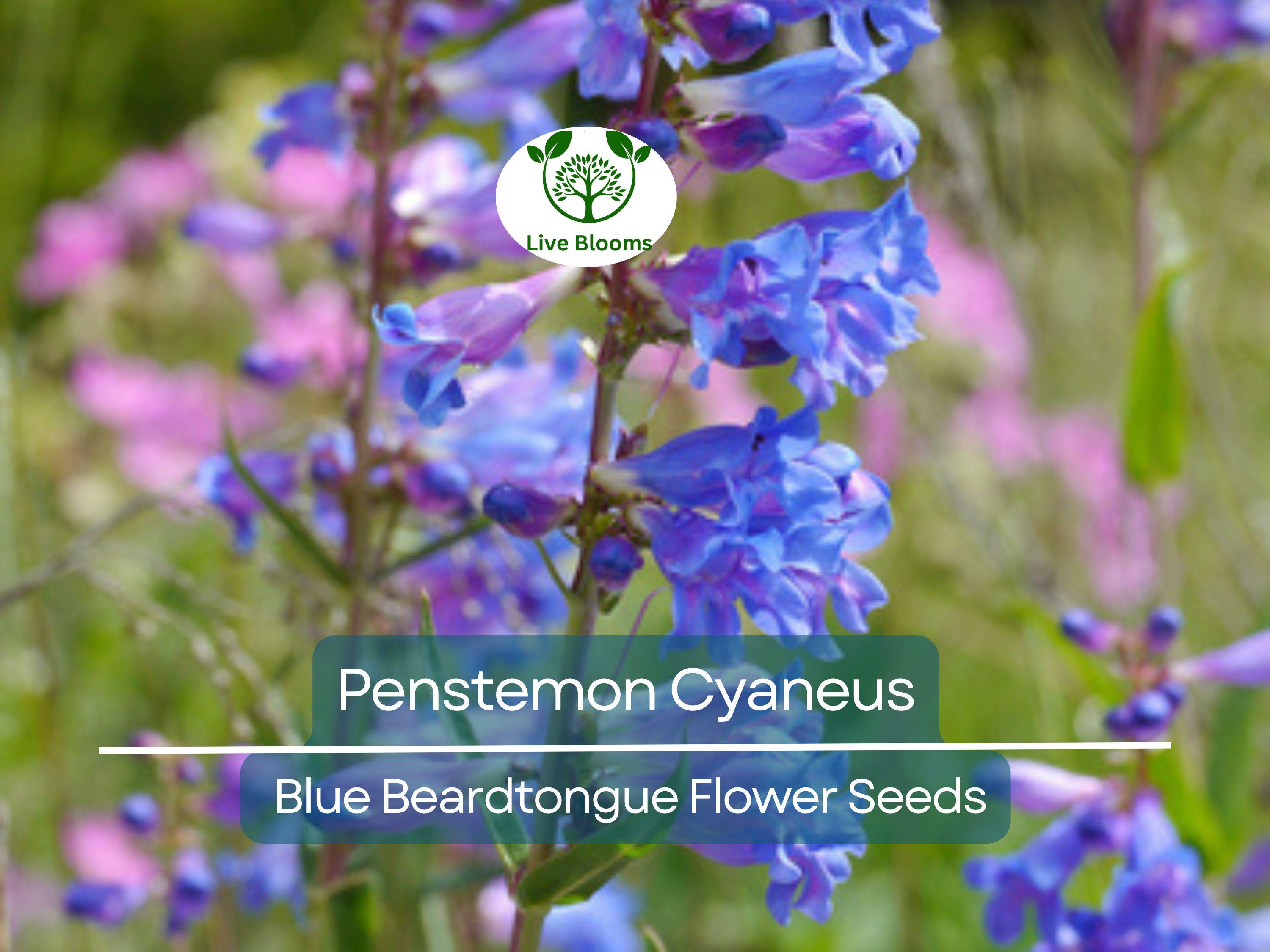 100 mg Seeds Penstemon Cyaneus (Blue Beardtongue) for Planting | Stunning Perennial Wildflower for Pollinator Gardens & Landscapes