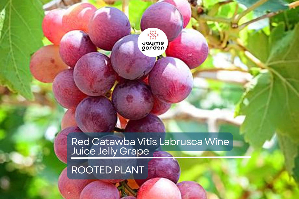 1 Organic Red Catawba Grape Vine - Vitis Labrusca - Rooted Plant, 12”+ Tall, Perfect for Wine, Juice, or Jelly