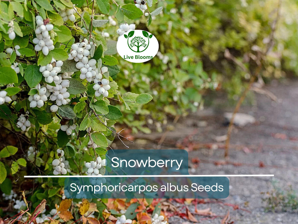 40 Snowberry Seeds (Symphoricarpos albus) HONEYSUCKLE Bush Shrub, White Berries, Hardy Shrub, Easy to Grow, Native Plant, Winter Interest