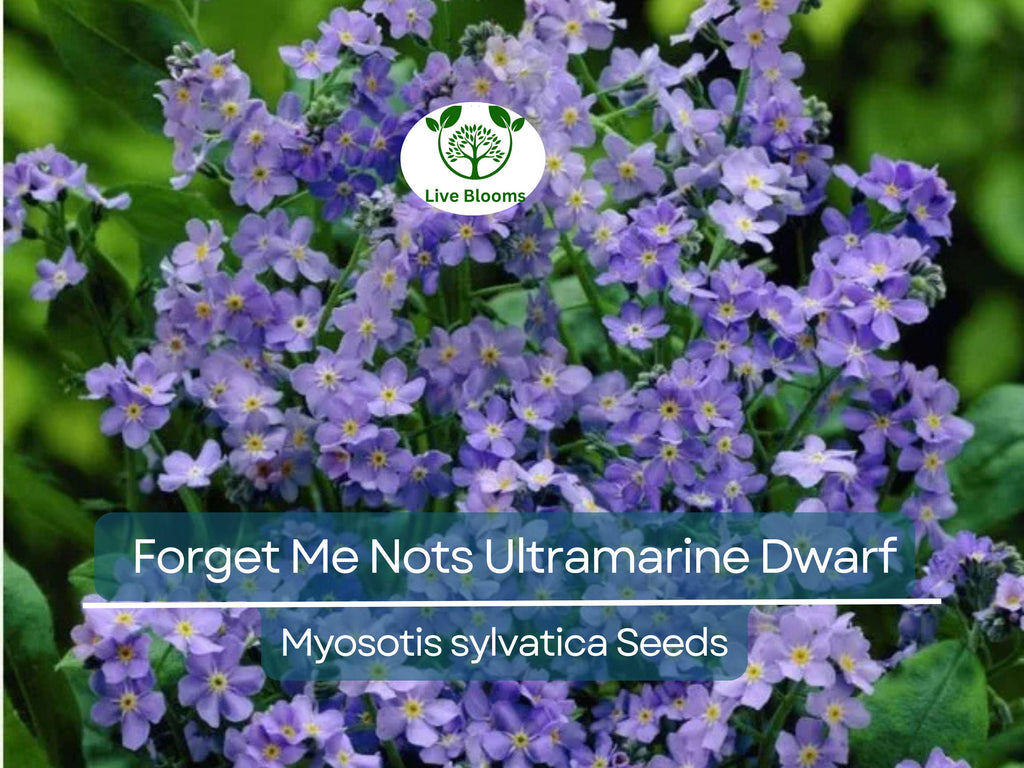 200 Seeds Forget Me Nots ULTRAMARINE DWARF, Blue Biennial Perennial, Non-GMO, Compact Blue Flowers, Perfect for Gardens & Pollinators