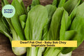 3pcs of 500mg Baby Bok Choy Seeds – Dwarf Pak Choi Variety for Tender Greens, Container Gardening & Asian Dishes Seeds for Planting