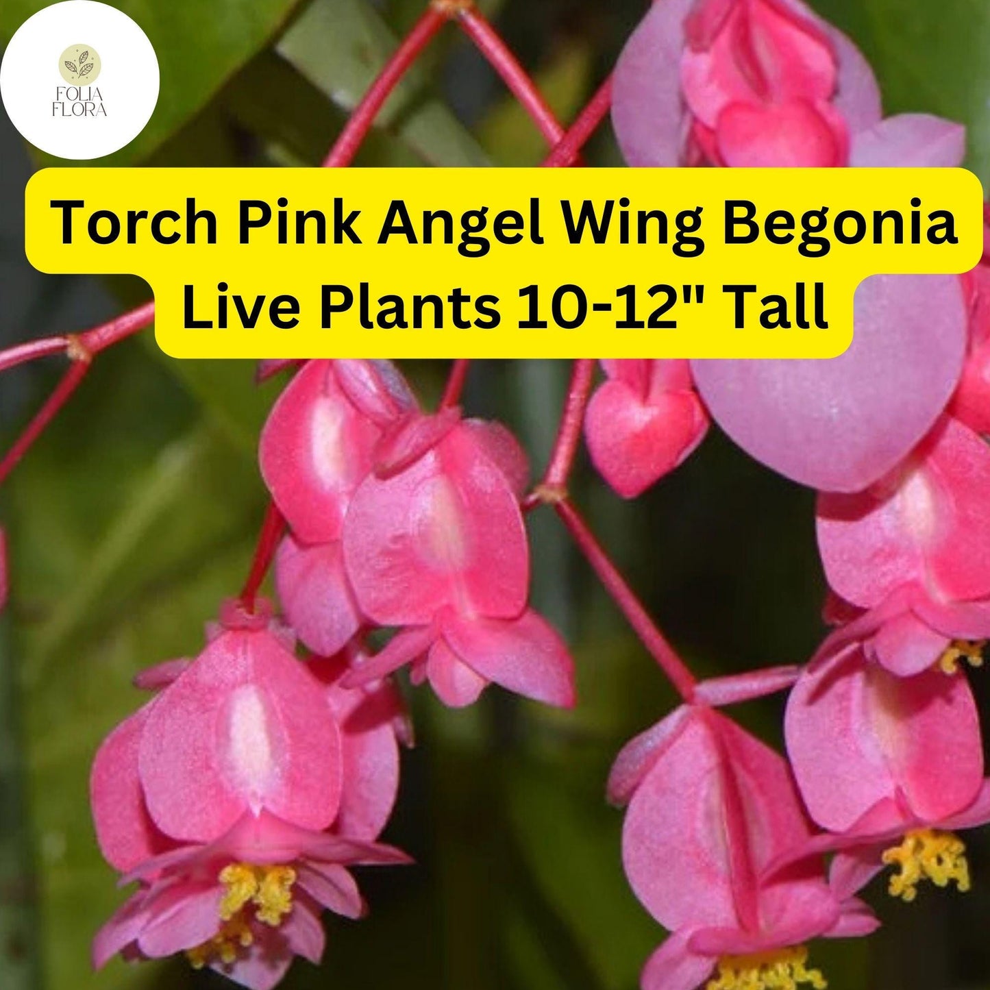 1 Torch Pink Angel Wing Begonia - Live Plant 10-12" Tall in 4" Pot - Stunning Foliage & Pink Blooms