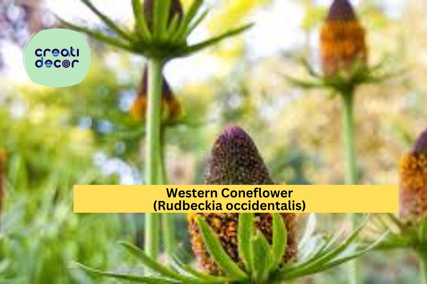 Western Coneflower Seeds (Rudbeckia occidentalis) – 75 Native Perennial Seeds | Unique Pollinator Plant | Moist Soil | No Petals