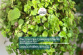 4 Swedish Ivy Cuttings - Plectranthus Creeping Charlie - 5”+ Houseplants, Easy Care, Trailing Foliage, Ready to Root